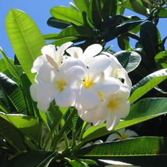 プルメリアの白い花